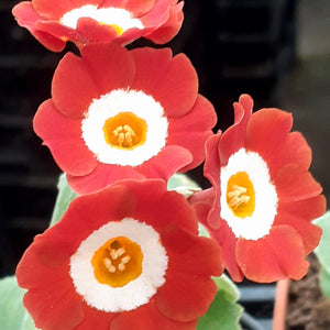 Auricula 'ROBBO' (B)