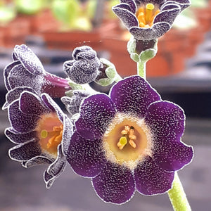 Auricula 'STARLING' (B)