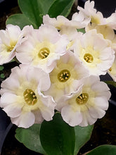Load image into Gallery viewer, Auricula &#39;ROY LE SAUVAGE&#39; (B)
