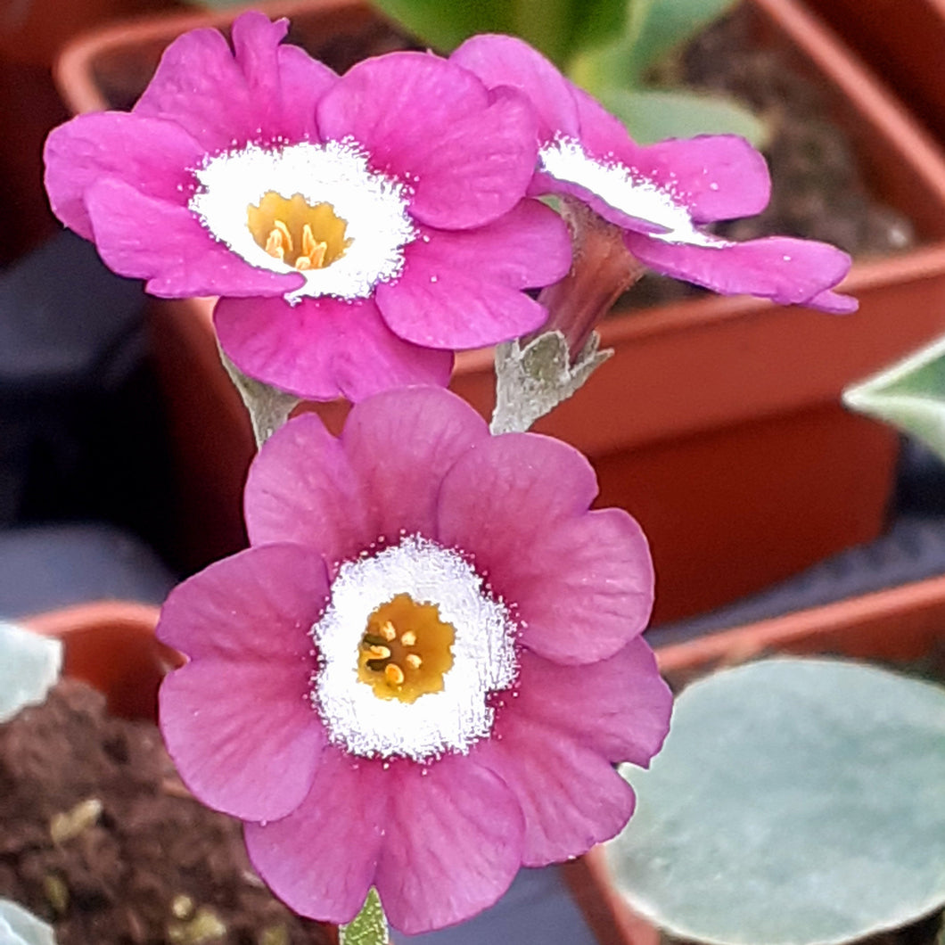 Auricula 'PINKIE DAWN' (B)