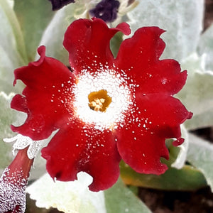 Auricula 'OLD RED DUSTY MILLER' (B)