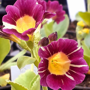 Auricula 'LOCKYERS GEM' (B)