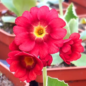 Auricula 'ANNA' (B)