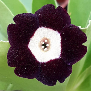 Auricula 'BRAN' (B)