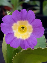 Load image into Gallery viewer, Auricula &#39;BLUE BELLA&#39; (B)
