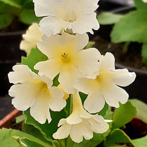 Primula x pubescens 'BEVERLEY WHITE'