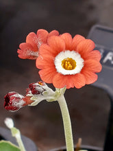 Load image into Gallery viewer, Auricula &#39;BROWNIE&#39; (B)
