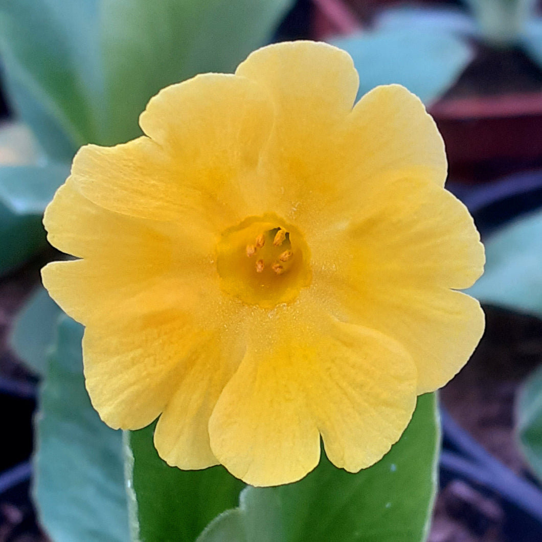 Auricula 'CLOTTED CREAM' (B)