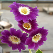 Load image into Gallery viewer, Auricula &#39;EDEN  LAVENDER&#39; (B)
