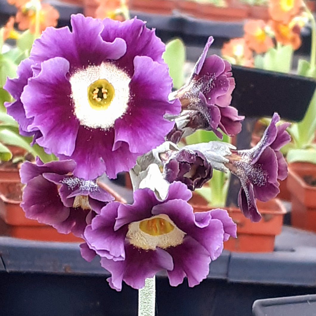 Auricula 'McWATT'S BLUE' (B)