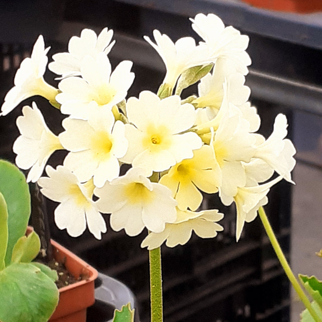 Auricula 'MOONLIGHT' (B)