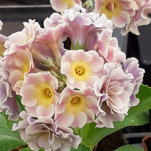 Auricula 'MISTY' (B)