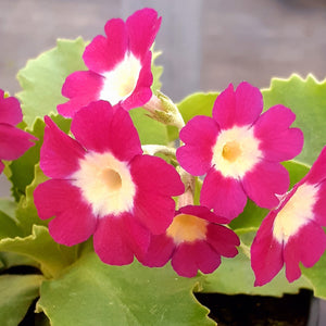 Auricula 'JANET WATTS' (B)