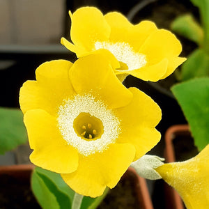 Auricula 'HAZEL' (B)