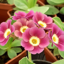 Load image into Gallery viewer, Auricula &#39;GRACIE LOU&#39; (B)
