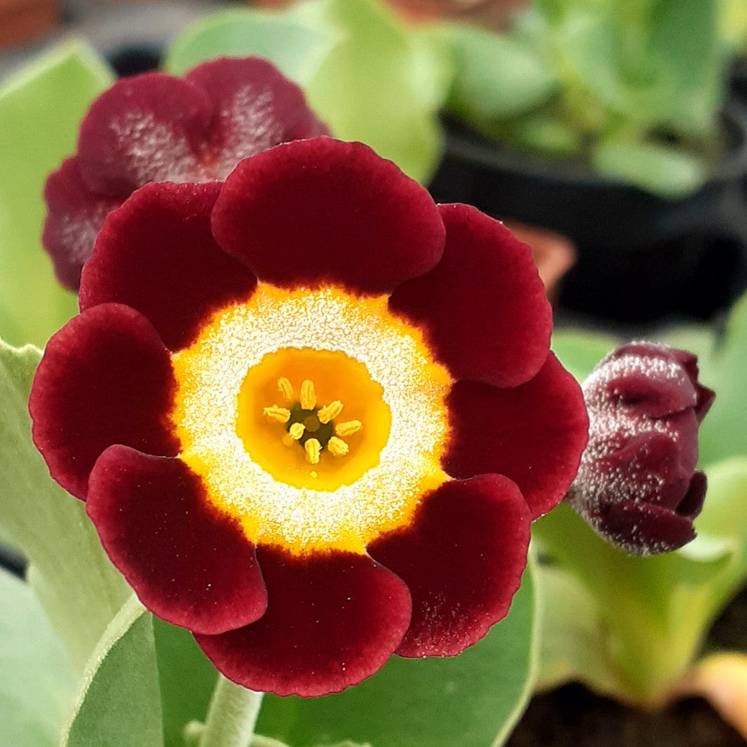 Auricula 'GWAI LOH' (B)