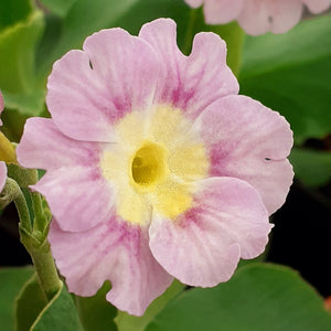 Auricula 'GHOST RIDGE' (B)