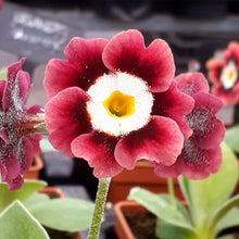 Load image into Gallery viewer, Auricula &#39;GRANDADS FAVOURITE&#39; (B)
