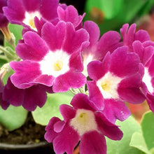 Load image into Gallery viewer, Auricula &#39;PURPLE ROYALE&#39; (B)
