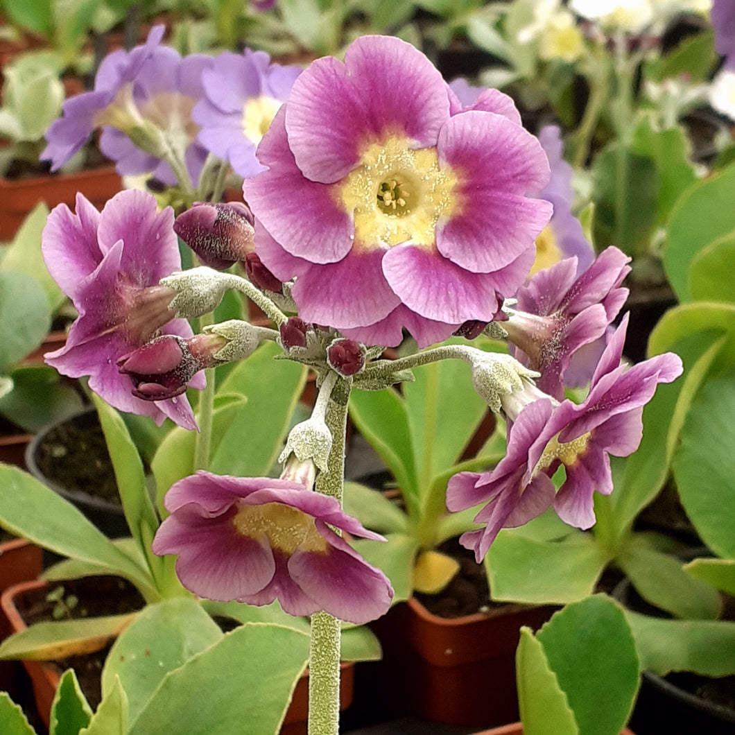 Auricula 'OLD FASHIONED SALLY' (B)