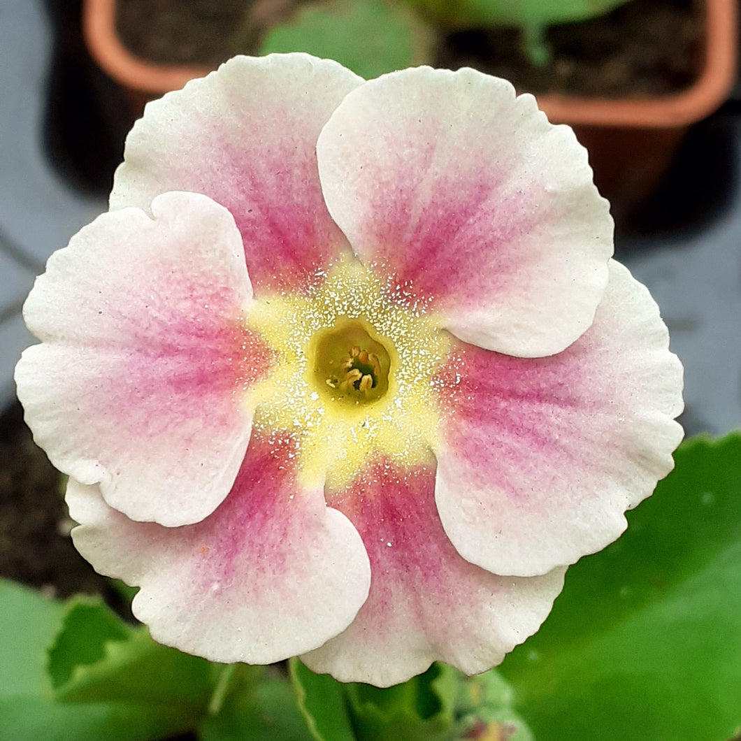 Auricula 'OLD FASHIONED' (B)