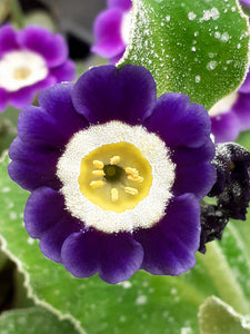 Auricula 'OLD DUBLIN BLUE' (B)