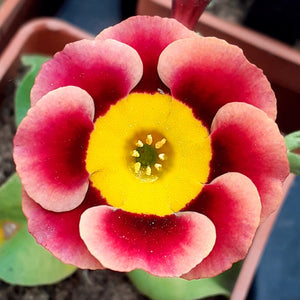 Auricula 'AGA KHAN' (A)