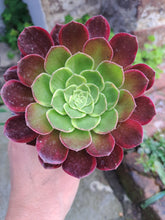 Load image into Gallery viewer, Aeonium HALLOWEEN VARIEGATED
