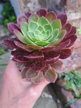Load image into Gallery viewer, Aeonium HALLOWEEN VARIEGATED
