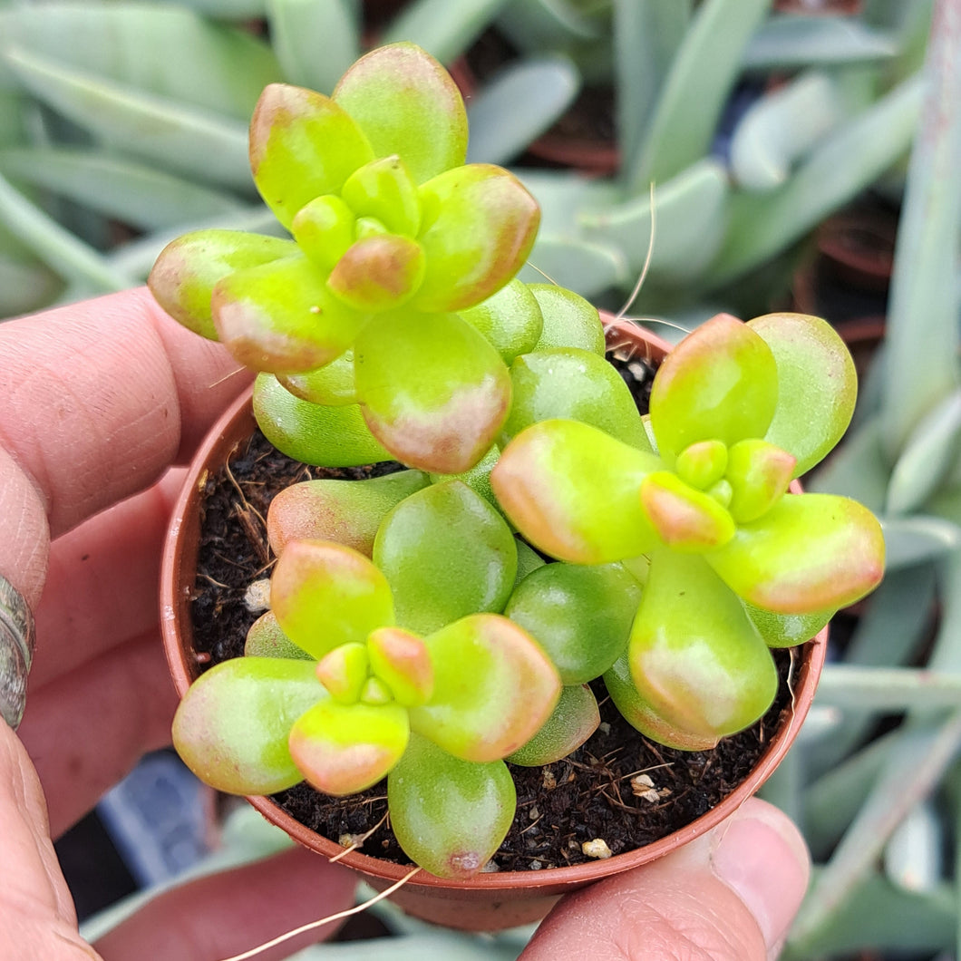 Sedum Lucidum OBESUM  5.5cm