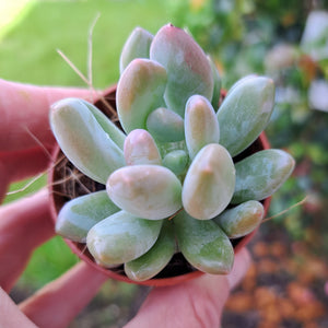 x Pachyveria Clavifolia 5.5cm