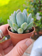 Load image into Gallery viewer, Echeveria CANA 5.5cm
