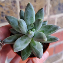 Load image into Gallery viewer, Pachyphytum Compactum PROPUS
