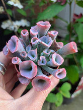 Load image into Gallery viewer, Echeveria PINKY TRUMPET
