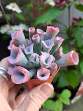 Load image into Gallery viewer, Echeveria PINKY TRUMPET
