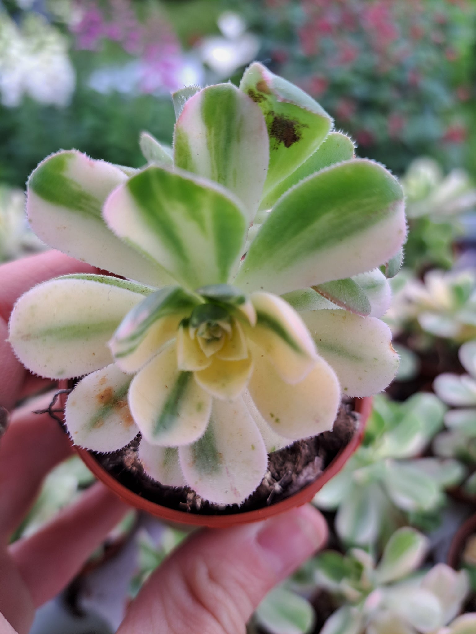 colorcup succulent Aeonium SUNCUP – W & S Lockyer