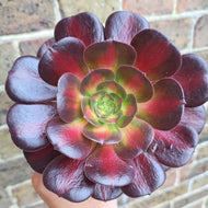 Aeonium ‘Kilimanjaro’ – UK-Grown Variegated Succulent