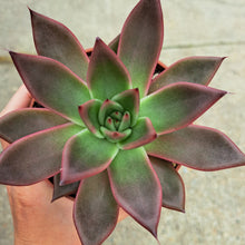 Load image into Gallery viewer, Echeveria agavoides ANTARES

