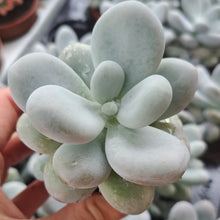 Load image into Gallery viewer, Pachyphytum Oviferum
