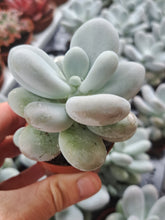 Load image into Gallery viewer, Pachyphytum Oviferum
