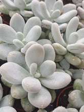 Load image into Gallery viewer, Pachyphytum Oviferum
