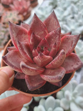 Load image into Gallery viewer, Echeveria agavoides BORDEAUX
