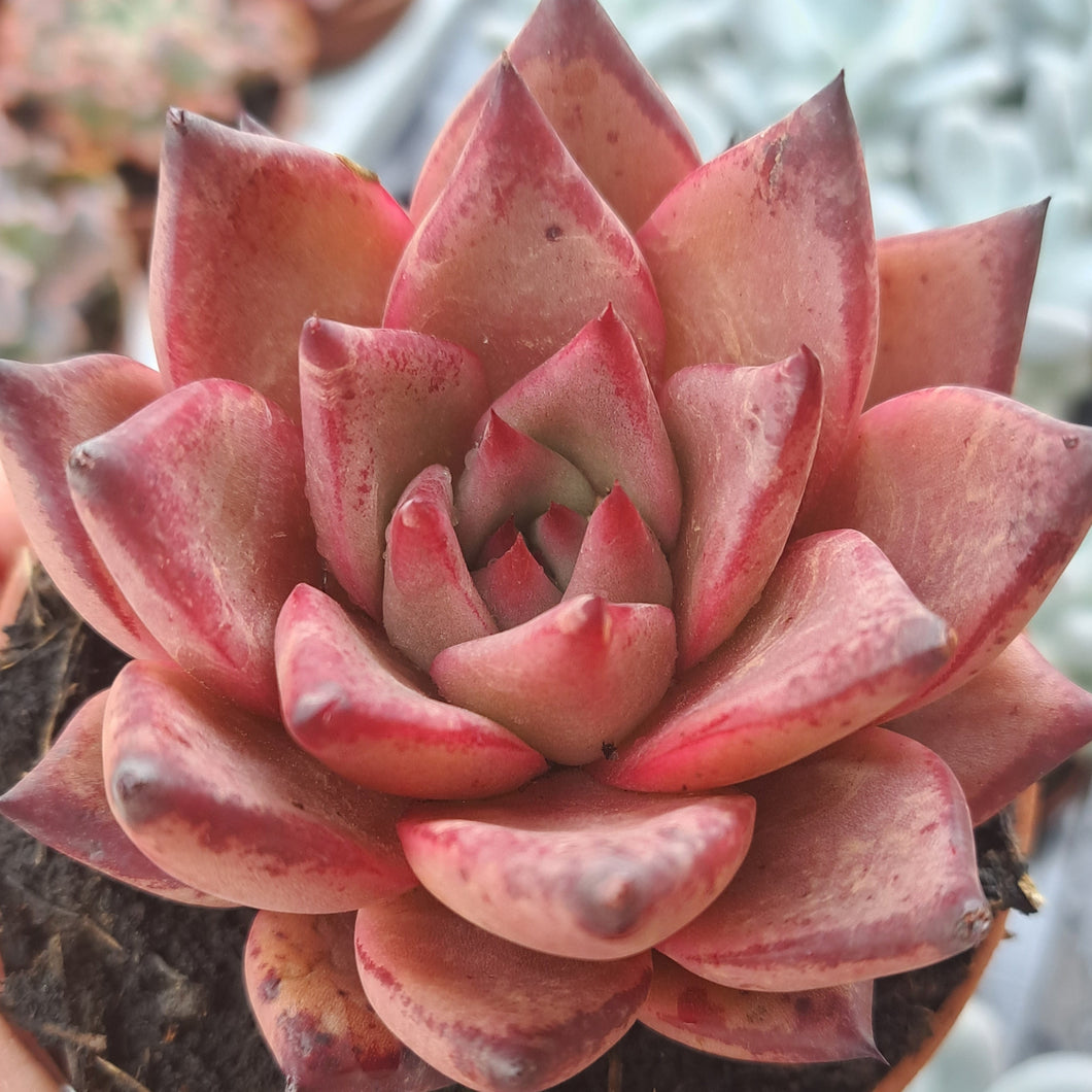 Echeveria agavoides BORDEAUX