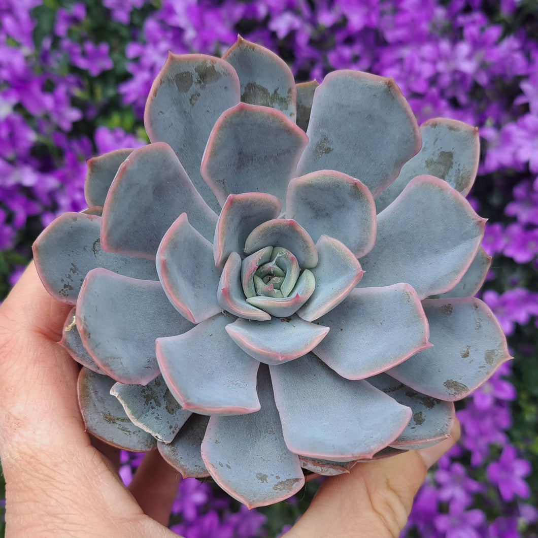 Echeveria ORION p 12cm pot