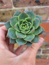 Load image into Gallery viewer, Echeveria FABIOLA
