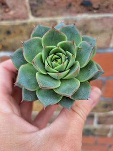 Echeveria FABIOLA