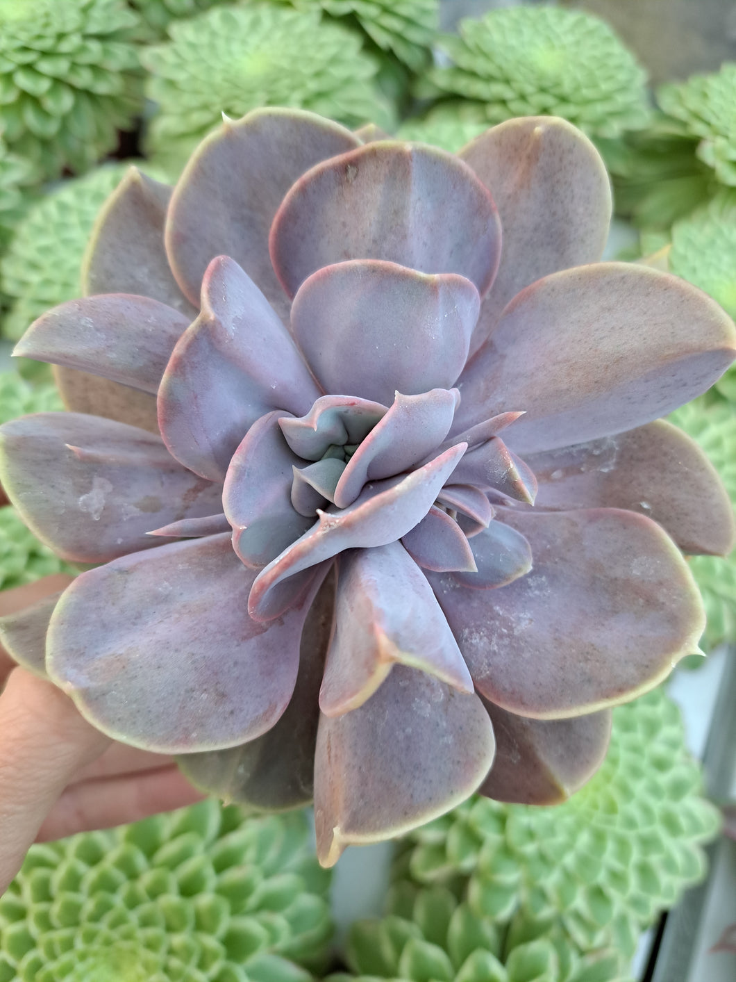 Echeveria SERENA PEARL 12cm