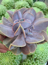 Load image into Gallery viewer, Echeveria SERENA PEARL 12cm
