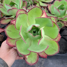 Load image into Gallery viewer, Aeonium MARNIER LAPOSTOLLE syn. Blush
