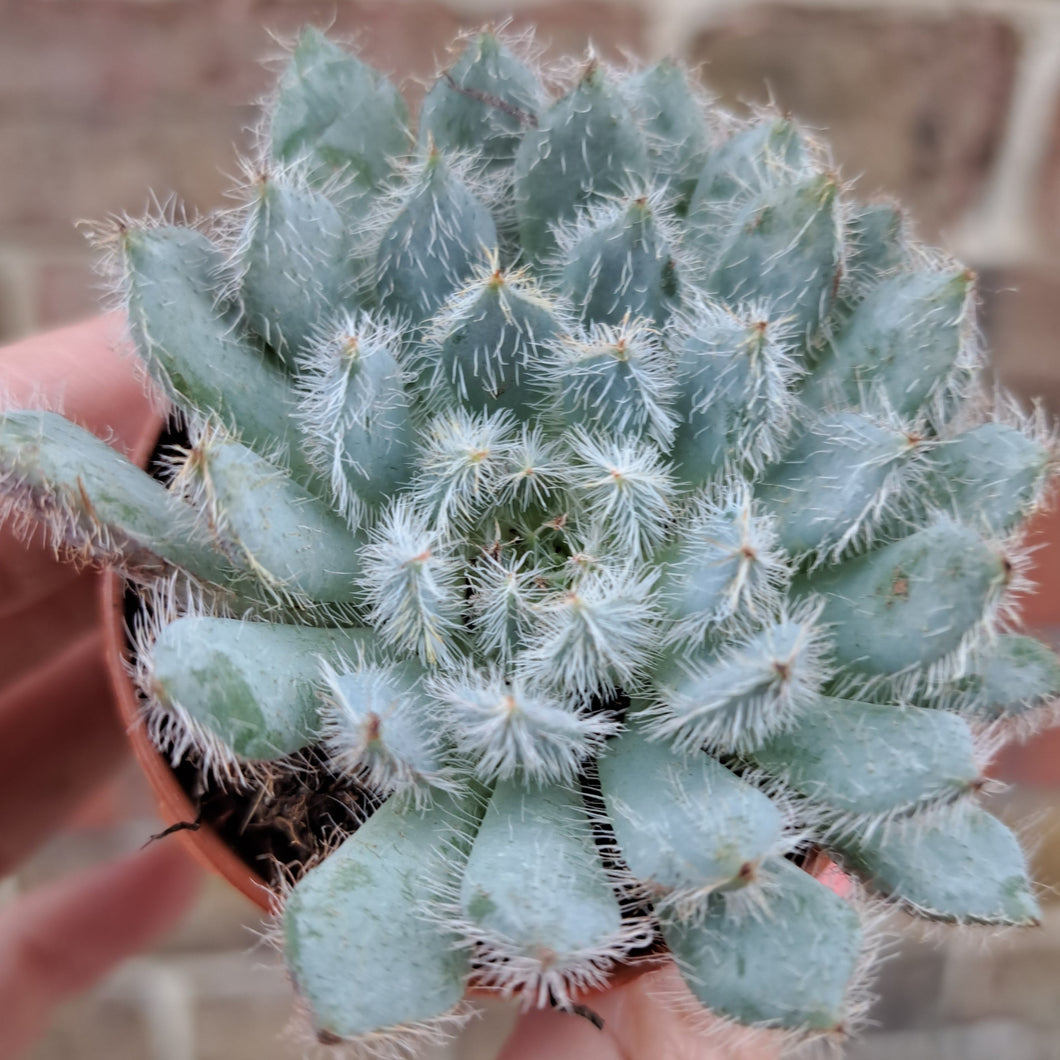 Echeveria TARANTULA 5.5cm
